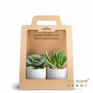 2-Pack Nordic White Succulent