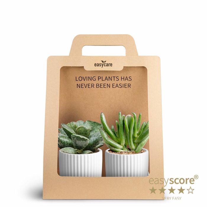 <h4>2-Pack Nordic White Succulent</h4>