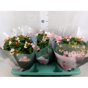 Begonia elat. EN 'Betulia Light'