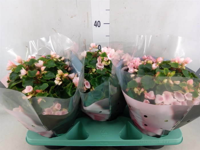 <h4>Begonia elat. EN 'Betulia Light'</h4>