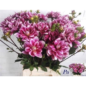 Dahl Purple New