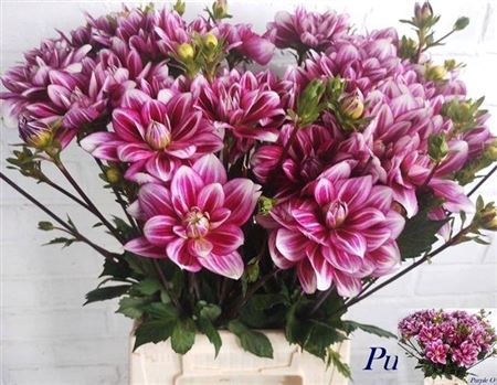 <h4>Dahl Purple New</h4>
