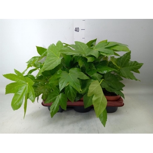 Fatsia japonica   ...