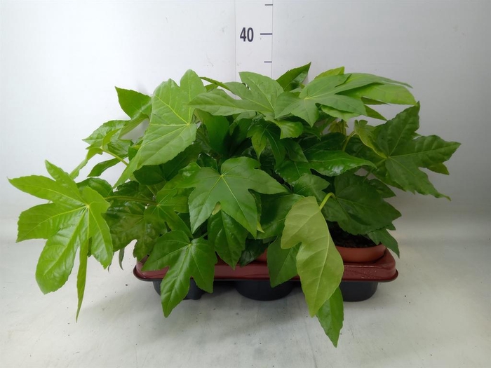 <h4>Fatsia japonica   ...</h4>