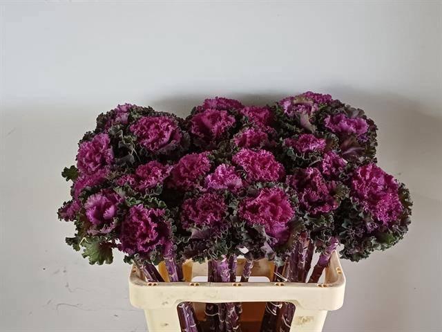 <h4>BRASS CRANE RU RED</h4>