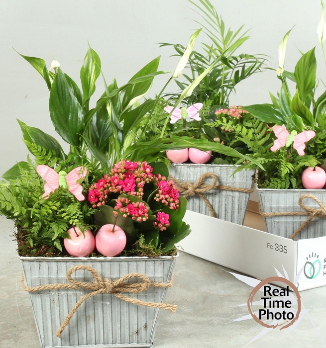 <h4>ARR KAMERPL</h4>