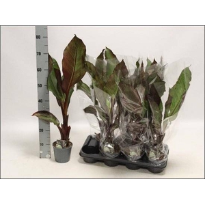 ENSETE VENT MAURELII