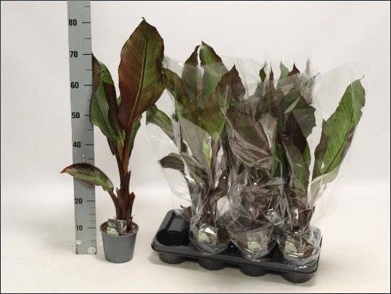 <h4>ENSETE VENT MAURELII</h4>