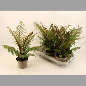 CYATHEA TOMENTOSISSI