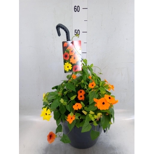 Thunbergia alata