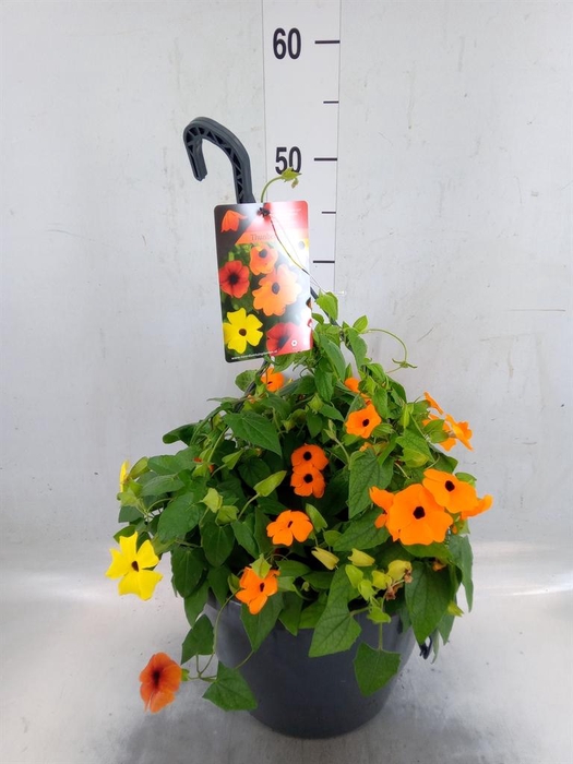Thunbergia alata