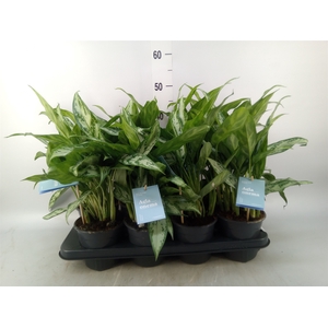 Aglaonema comm. 'Silver Queen'