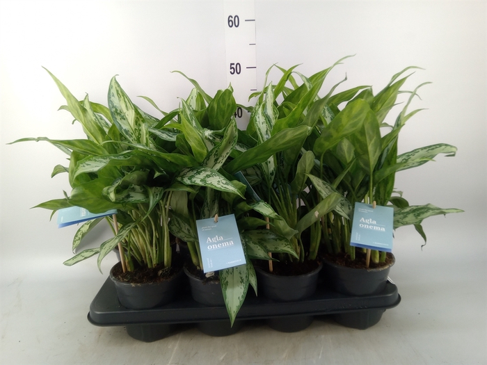 <h4>Aglaonema comm. 'Silver Queen'</h4>