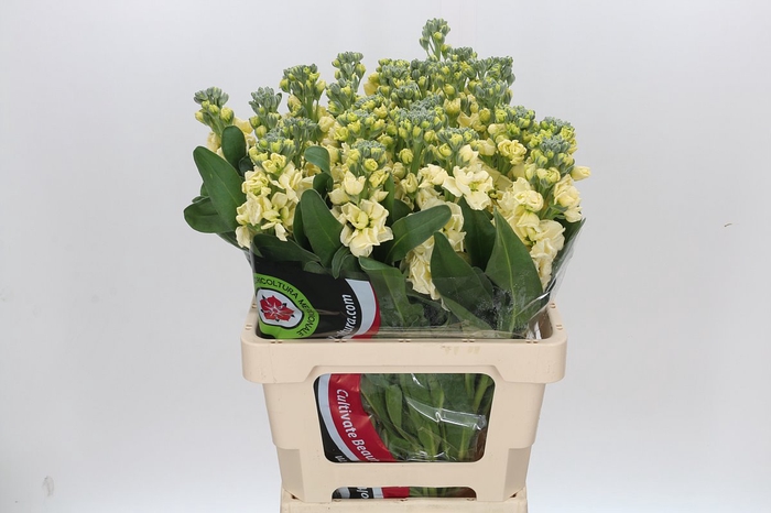 <h4>Matthiola Iron Yellow</h4>