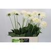 Dahlia Snow Cap