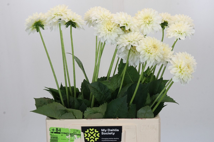 <h4>Dahlia Snow Cap</h4>