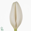 Tulipa si lanka