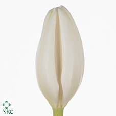 Tulipa si lanka