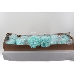 Hydr Preserved Light Blue Jumbo