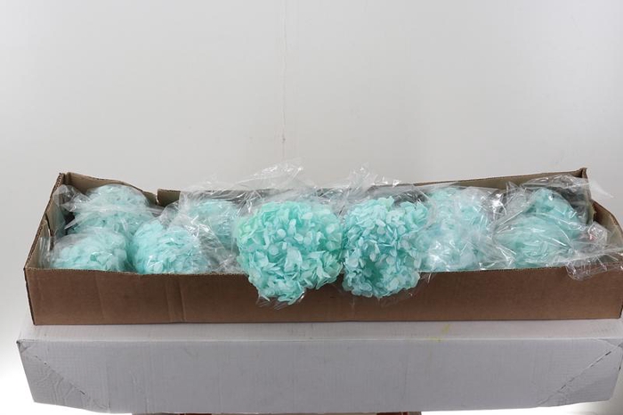 <h4>Hydr Preserved Light Blue Jumbo</h4>