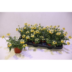 Neme Nemesis Gol Sun