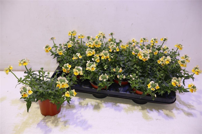 <h4>Neme Nemesis Gol Sun</h4>