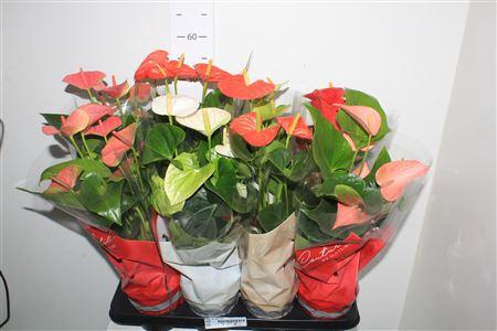 <h4>Anthu An Gem 4 Kl</h4>