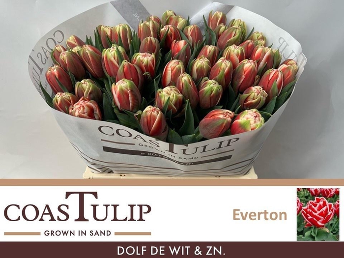 <h4>TU DU EVERTON</h4>