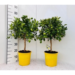 Citrus floridana Limon stem