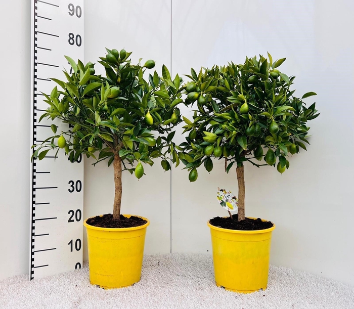 <h4>Citrus floridana Limon stem</h4>