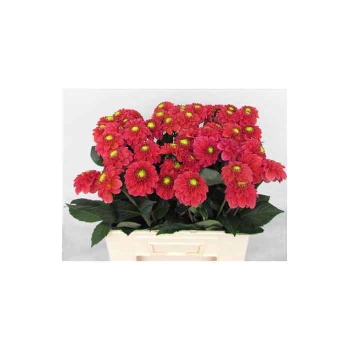 <h4>Dahl Ball Orange Fox</h4>