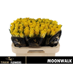 R GR MOONWALK