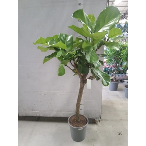 Ficus lyrata