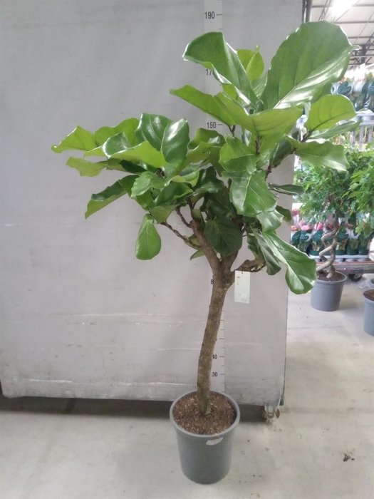 <h4>Ficus lyrata</h4>