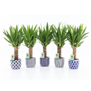 Yucca 25cm Hout 3+ kop in Delft-Blue Keramiek