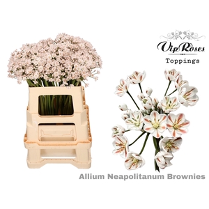 ALLIUM NEAPOLITANUM BROWNIES