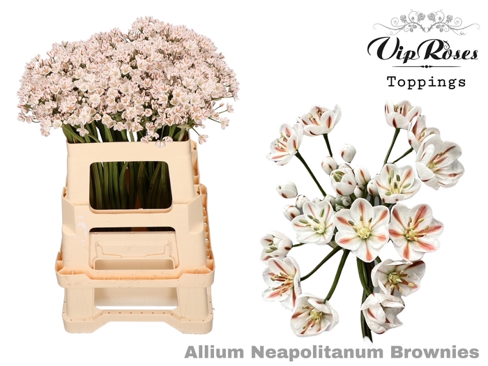 <h4>ALLIUM NEAPOLITANUM BROWNIES</h4>