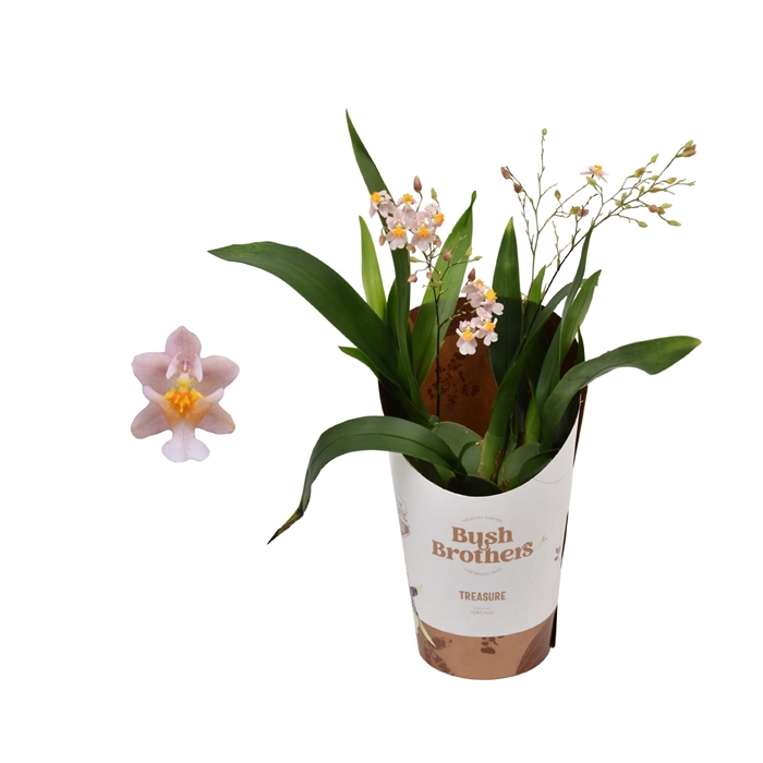 <h4>Oncidium 'Twinkle' 2-3 tak 9 cm roze</h4>