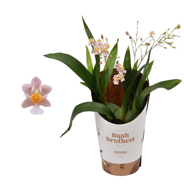 Oncidium 'Twinkle' 2-3 tak 9 cm roze