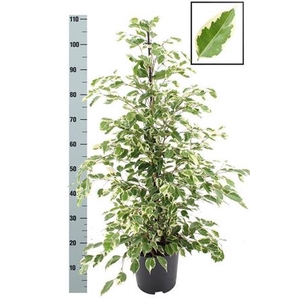 Fic Be Twilight 110cm 21cm Pot