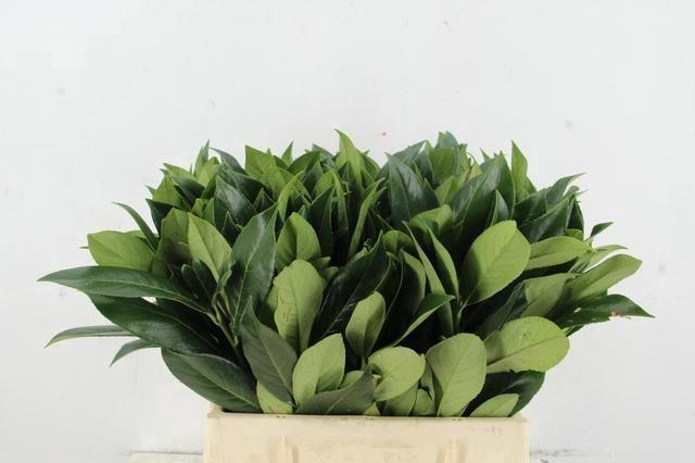 <h4>LAURUS NOBILIS</h4>