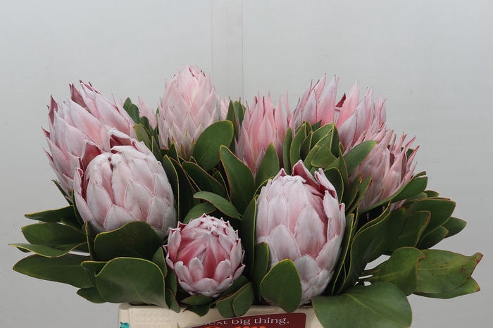 <h4>Protea Cynaroides</h4>