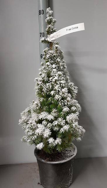 <h4>PICEA GL CONICA</h4>