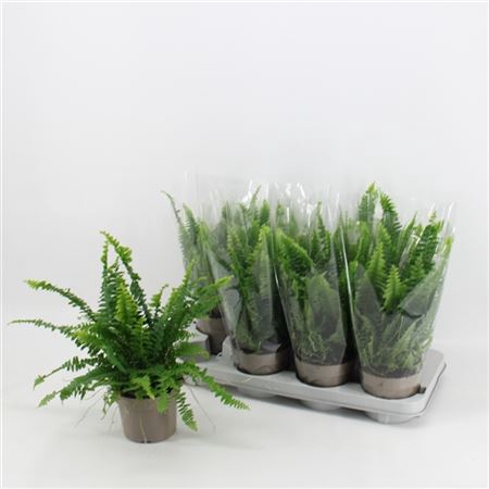 <h4>Nephrolepis 'green Lady' In Blanco Hoes</h4>