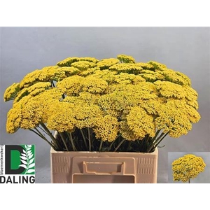 Achillea F Park Variety