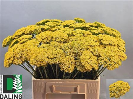 <h4>Achillea F Park Variety</h4>