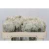 Ozothamnus Booming White