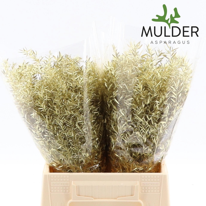 <h4>ASP KLB H% Cwebe Gold</h4>