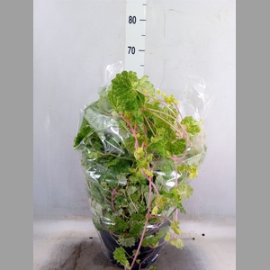 Glechoma hederacea 'Variegata'