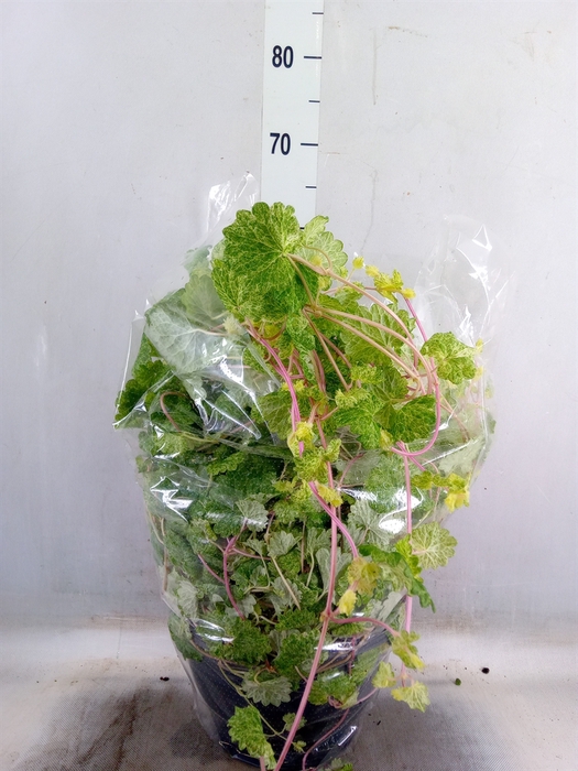 Glechoma hederacea 'Variegata'